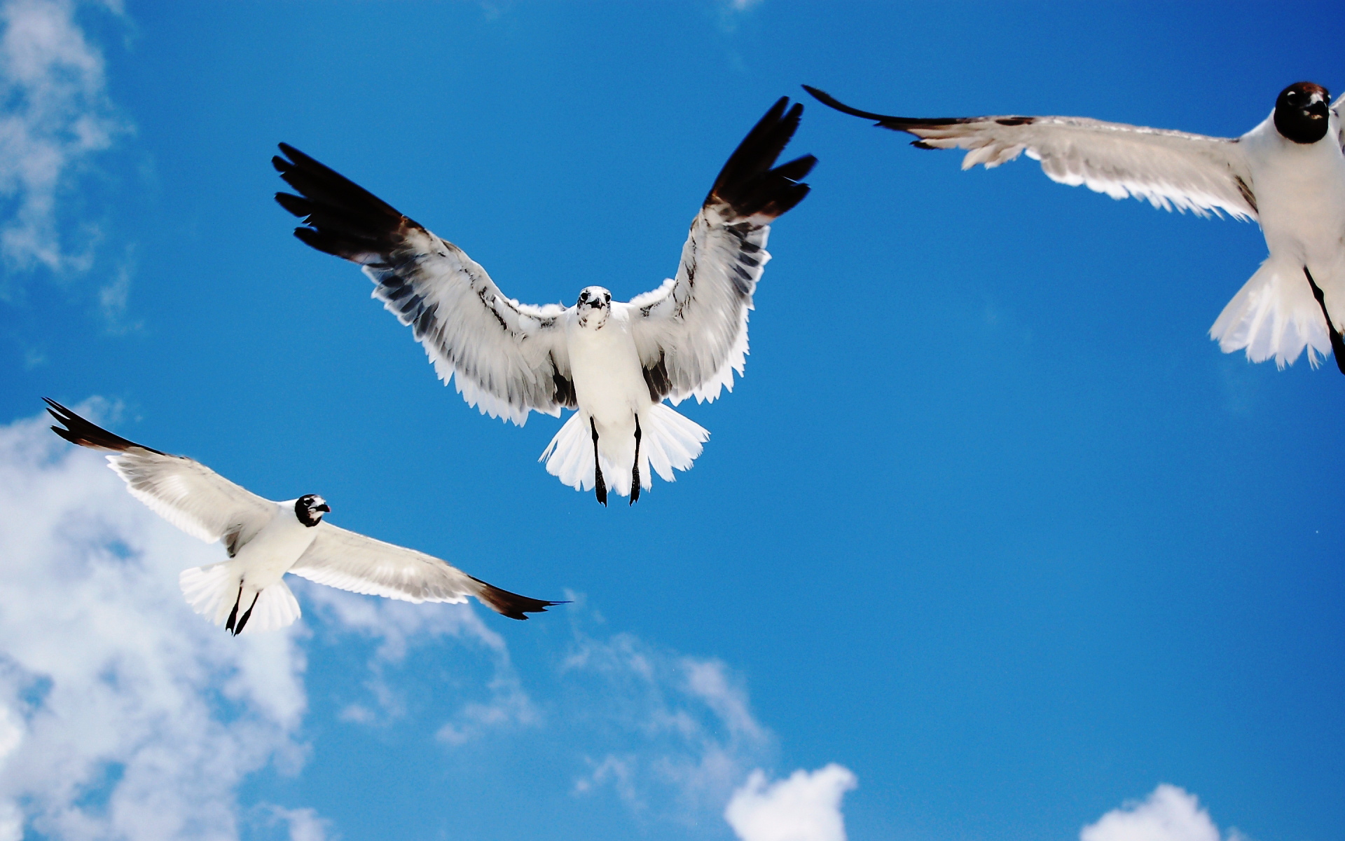 Seagulls Attack2429713277 - Seagulls Attack - Seagulls, Lorikeet, Attack